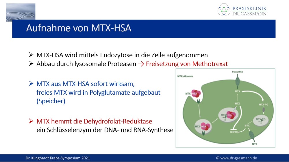 Aufnahme von MTX-HSA / Albumin-Carrier-Therapie